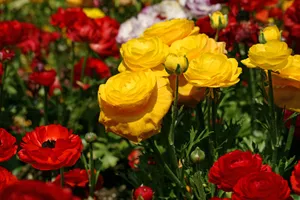 花毛茛