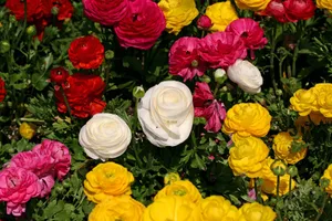 花毛茛_7