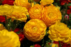 花毛茛_8