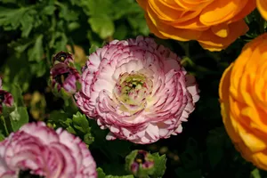 花毛茛_10