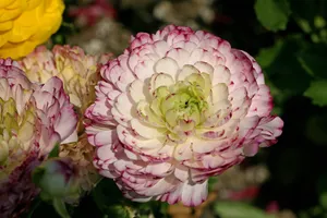 花毛茛_14