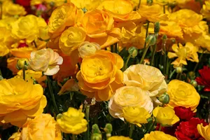 花毛茛_16