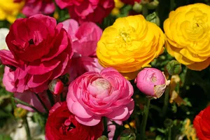 花毛茛_20