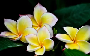 美丽的鸡蛋花高清宽屏壁纸_3