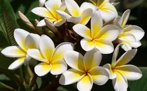 美丽的鸡蛋花高清宽屏壁纸_5