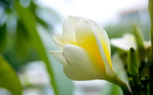 美丽的鸡蛋花高清宽屏壁纸_6