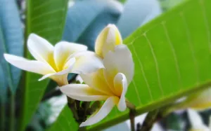 美丽的鸡蛋花高清宽屏壁纸_7