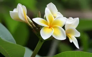 美丽的鸡蛋花高清宽屏壁纸_8