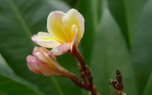 美丽的鸡蛋花高清宽屏壁纸_9