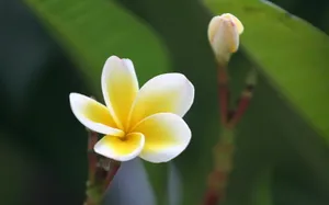 美丽的鸡蛋花高清宽屏壁纸_10