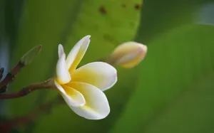 美丽的鸡蛋花高清宽屏壁纸_11