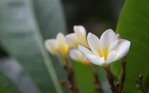 美丽的鸡蛋花高清宽屏壁纸_12