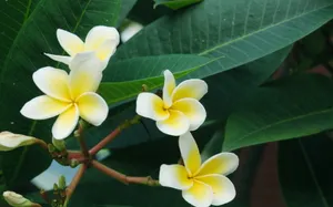 美丽的鸡蛋花高清宽屏壁纸_13