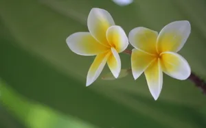 美丽的鸡蛋花高清宽屏壁纸_14