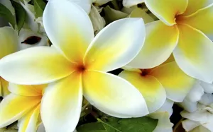 美丽的鸡蛋花高清宽屏壁纸_16