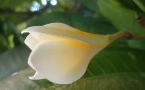 美丽的鸡蛋花高清宽屏壁纸_19