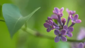 清雅的丁香花图片壁纸