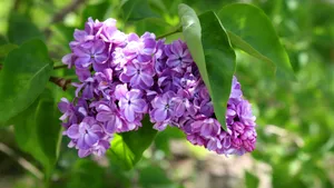 清雅的丁香花图片壁纸_2