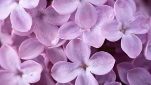 清雅的丁香花图片壁纸_3