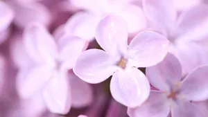 清雅的丁香花图片壁纸_4