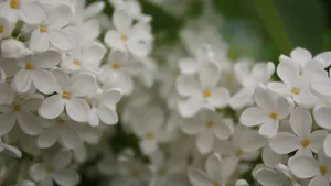 清雅的丁香花图片壁纸_5