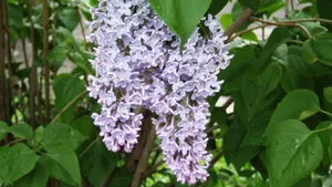 清雅的丁香花图片壁纸_6