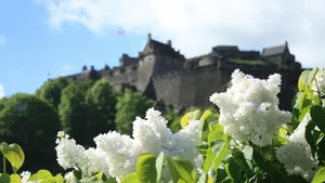 清雅的丁香花图片壁纸_7