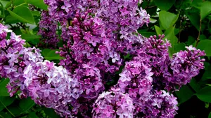 清雅的丁香花图片壁纸_8