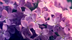 清雅的丁香花图片壁纸_9