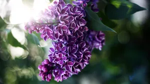 清雅的丁香花图片壁纸_10