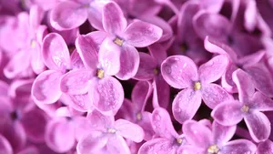 清雅的丁香花图片壁纸_11