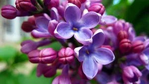 清雅的丁香花图片壁纸_12
