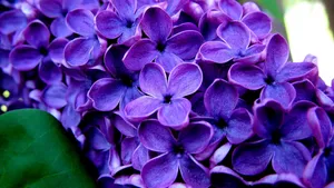 清雅的丁香花图片壁纸_13