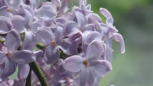 清雅的丁香花图片壁纸_14