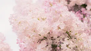清雅的丁香花图片壁纸_15