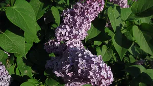 清雅的丁香花图片壁纸_16