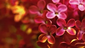 清雅的丁香花图片壁纸_17