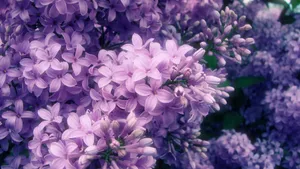 清雅的丁香花图片壁纸_18