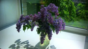 清雅的丁香花图片壁纸_20