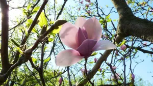 典雅好看的玉兰花桌面壁纸_3