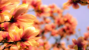 典雅好看的玉兰花桌面壁纸_4