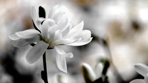 典雅好看的玉兰花桌面壁纸_5