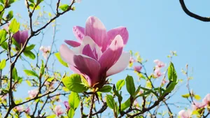 典雅好看的玉兰花桌面壁纸_9