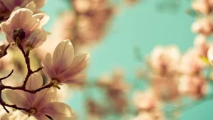 典雅好看的玉兰花桌面壁纸_11