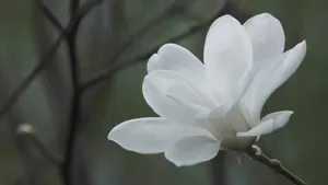 典雅好看的玉兰花桌面壁纸_12