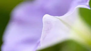 摄影下的微距花儿桌面壁纸_6