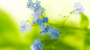 摄影下的微距花儿桌面壁纸_16
