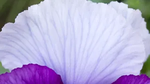 摄影下的微距花儿桌面壁纸_18