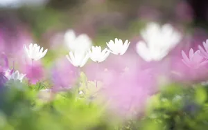 精致唯美鲜花桌面壁纸_2