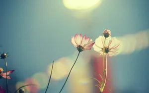 精致唯美鲜花桌面壁纸_4